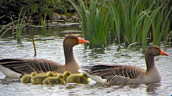 aves Salburua