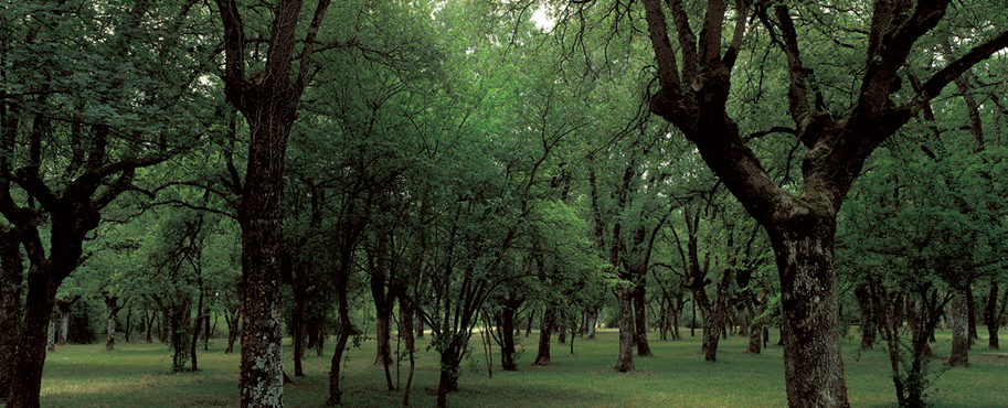 armentia anillo verde