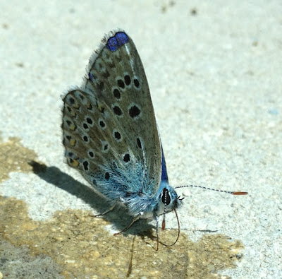 mariposa santa catalina